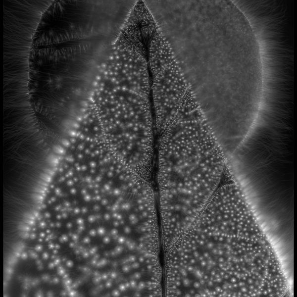 Dora Tishmann, And there was light, tirage pigmentaire collé sous plexi, 54 x 67 cm.