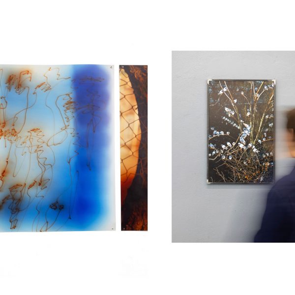 Julie Hrnčířová, Pas de temps, 2025, impression photogramme c-print, 80x100 cm. / The Pigeon Tree", 2020, Impression fine art, contrecollée sur dibond, cadre métal, 40x60cm.